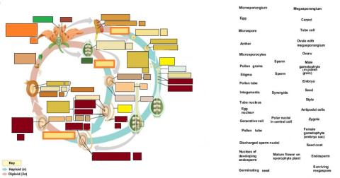 Angiosperm Alternation of Generations