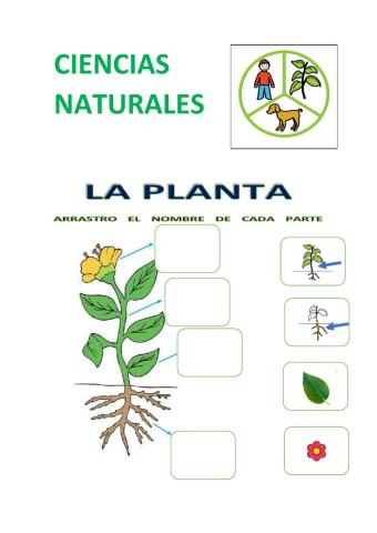 Las partes de las plantas