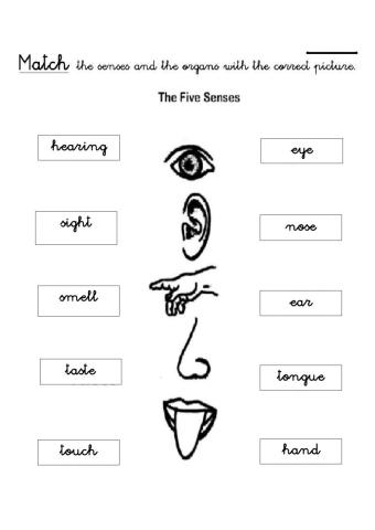 Five senses