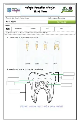 Pop quiz - teeth -third term-second grade-2020-goal 1