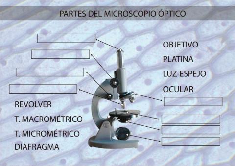 Partes del microscopio optico