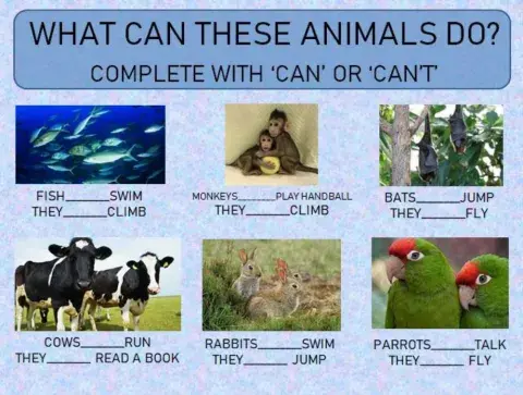 What can the animals do?