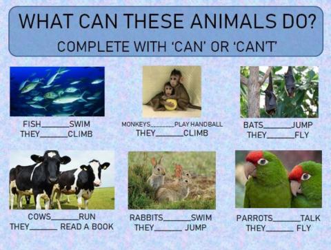 What can the animals do?