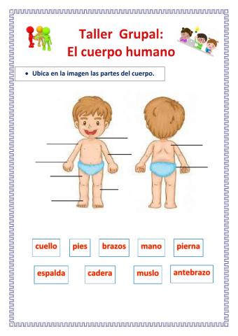 El cuerpo humano