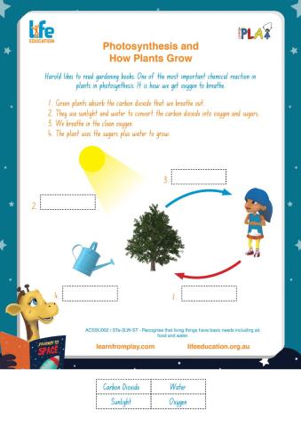 Library Liftoff - Photosynthesis