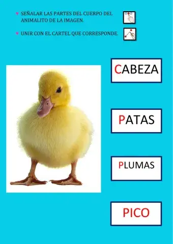 Señalar y Unir con el cartel de las partes del cuerpo