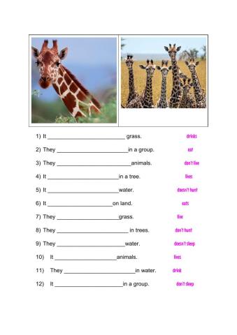 Present Simple animals