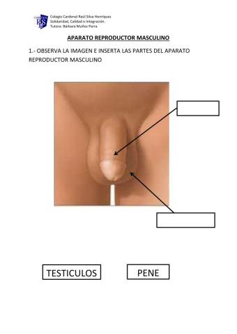 Aparato reproductor masculino