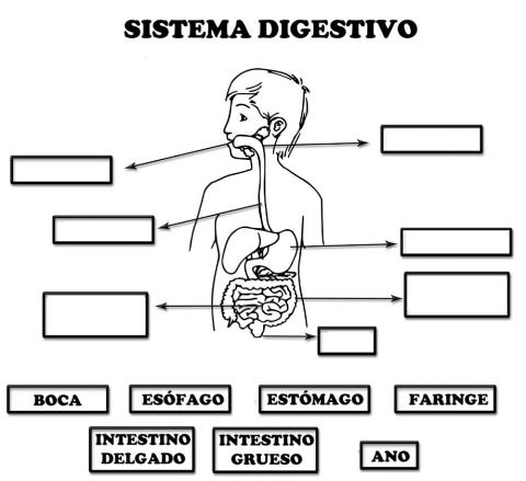 Partes del Sistema Digestivo