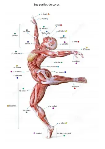 Les parties du corps