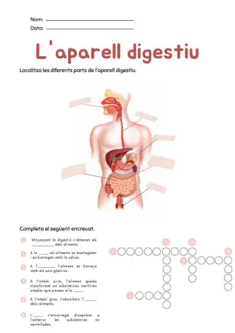 Aparell digestiu