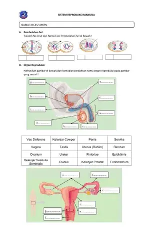 Sistem Reproduksi Manusia