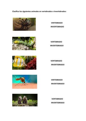 Clasificación: vertebrados e invertebrados