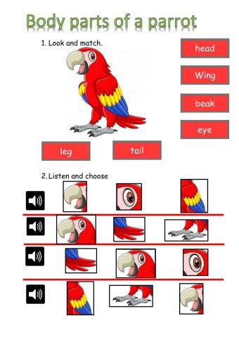 Body parts of a parrot