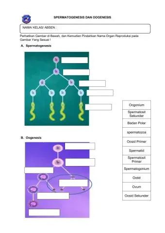 Sistem Reproduksi Manusia