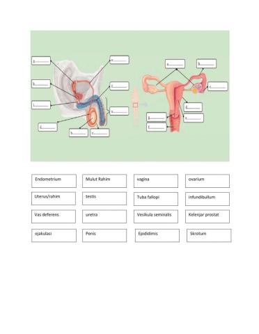 Sistem Reproduksi Pada Manusia