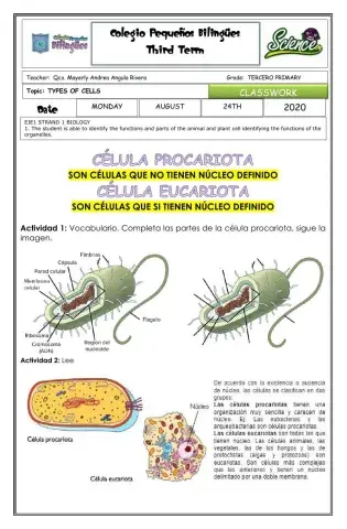 Classwork-vocabulario- celulas procariotas y eucariotas