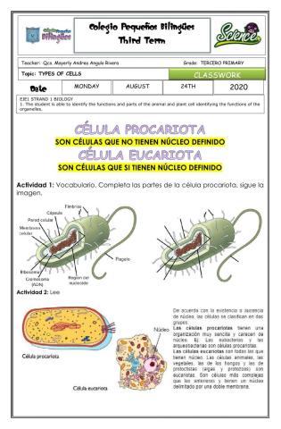 Classwork-vocabulario- celulas procariotas y eucariotas