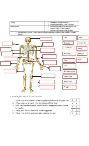 Sistem gerak pada manusia