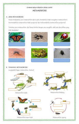 Lkpd metamorfosis hewan