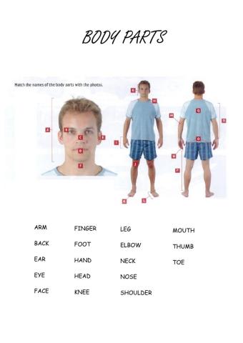 Body Parts