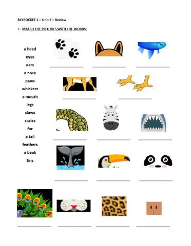 Animal parts and description