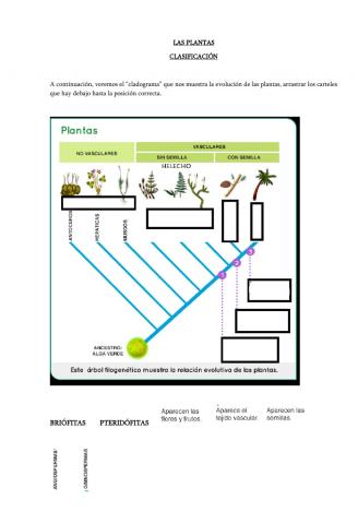 Evolución de las plantas
