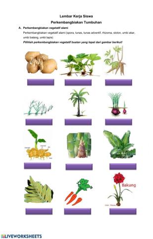 Perkembangbiakan pada tumbuhan