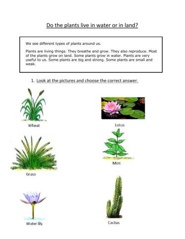 Do the plants live in water or in land?