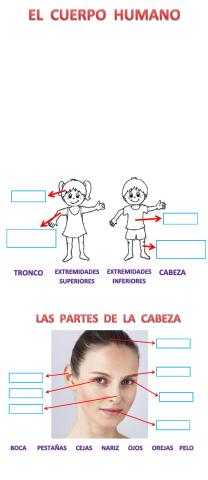 El cuerpo humano - 28 DE AGOSTO