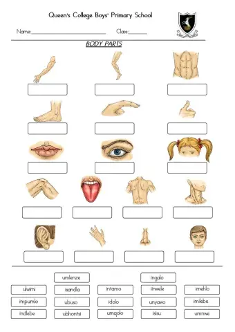 Label the body parts (drag and drop)