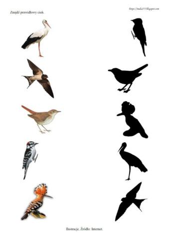 Ptaki i ich cienie