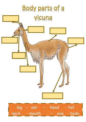 Body parts of a vicuna