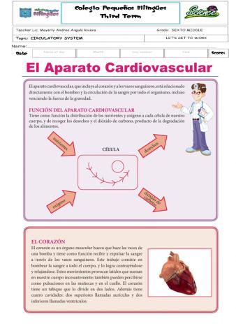 Let-s get to work -circulatory system-third term