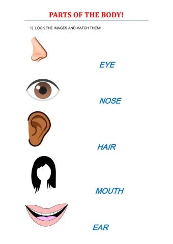 Parts of the body (1-Face)