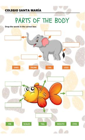 Animals parts of the body