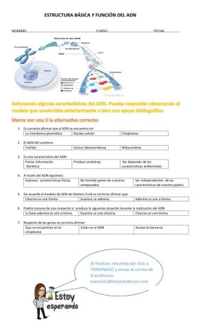 Estructura básica del adn