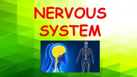Nervous System