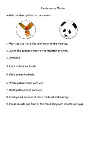 Panda versus Macaw Parrots