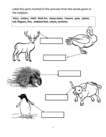 Animal Adaptations