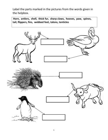 Animal Adaptations