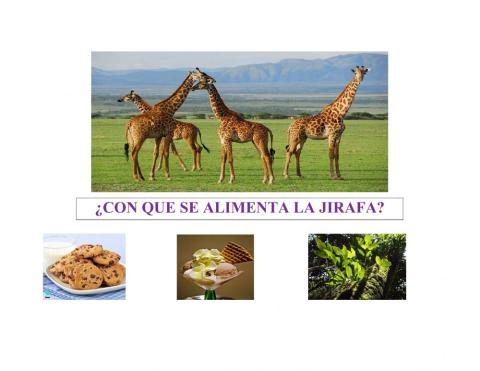 Que comen las jirafas