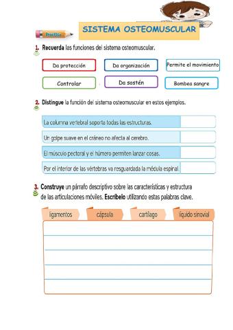 Sistema osteomucular