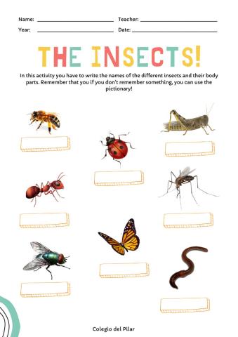 Let's continue working with the insects