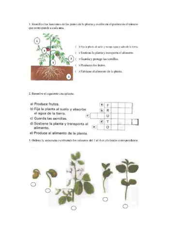 Partes de la planta y sus funciones