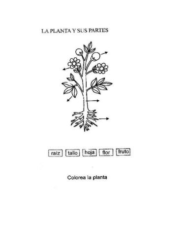 Partes de la planta