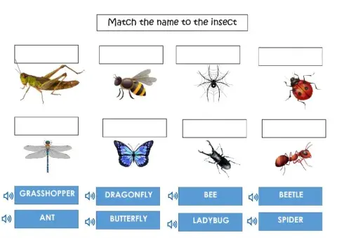 Insects