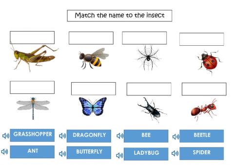 Insects