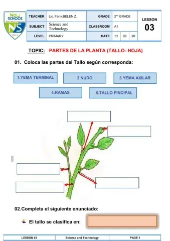 Partes de la planta ( tallo- hoja)