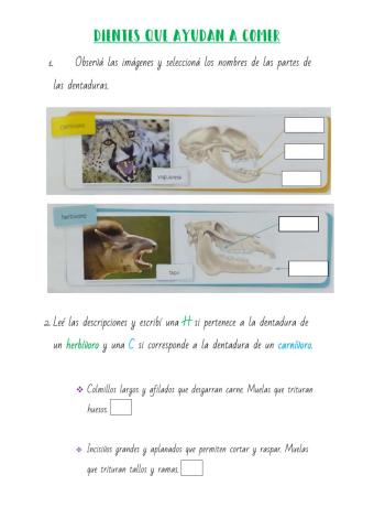 Dientes que ayudan a comer